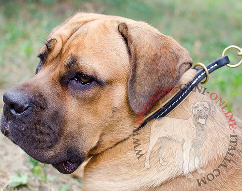 Collare a strangolo con morbida fodera per Cane Corso - Clicca l'immagine per chiudere