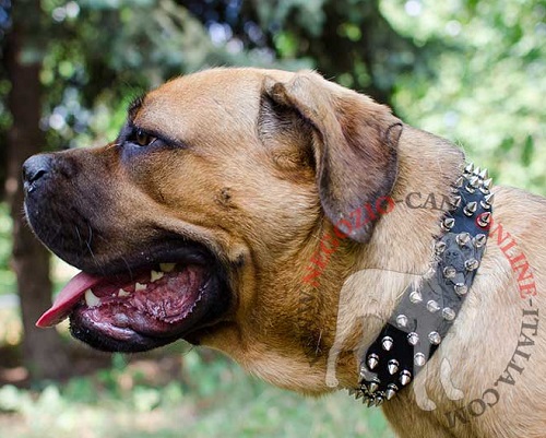 Collare in cuoio con 3 file di borchie a punta per Cane Corso - Clicca l'immagine per chiudere