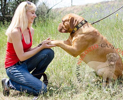 Stupendo collare in pelle con decorazioni per Dogue de Bordeaux - Clicca l'immagine per chiudere