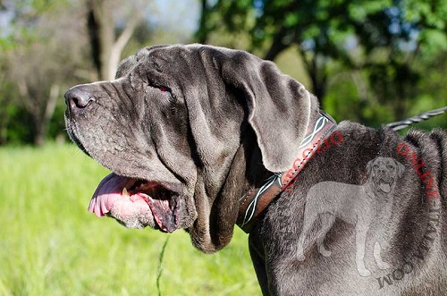 Esclusivo collare in pelle naturale per Mastino Napoletano - Clicca l'immagine per chiudere