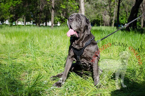 Robusta pettorina in pelle per lavoro con Mastino Napoletano - Clicca l'immagine per chiudere