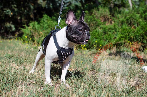 Pettorina in pelle decorata Majesty per Bulldog Francese :  , Negozio cani: accessori per cani