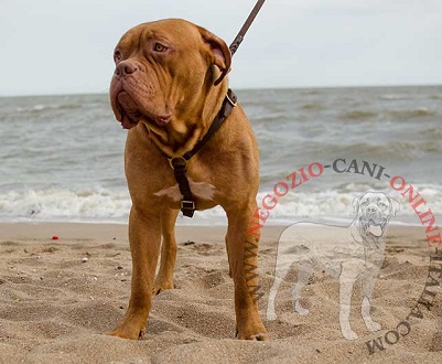 Pettorina in cuoio doppio per lavoro con Dogue de Bordeaux - Clicca l'immagine per chiudere