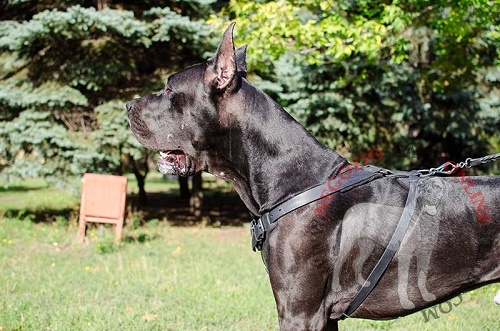 Pettorina in pelle naturale "Working Dog" per Alano - Clicca l'immagine per chiudere