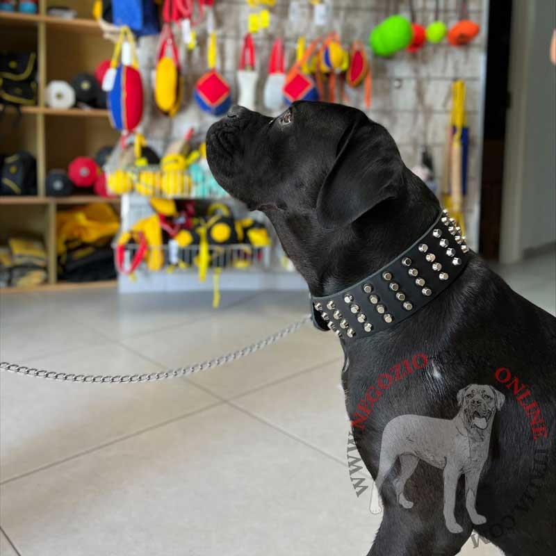 Collare largo in vera pelle "Studded Gift" per Cane Corso - Clicca l'immagine per chiudere