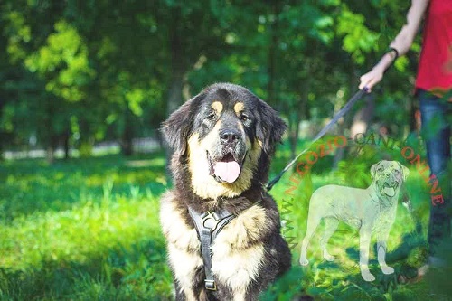 Pettorina in pelle naturale "Let's go & Walk slowly" per Mastiff - Clicca l'immagine per chiudere