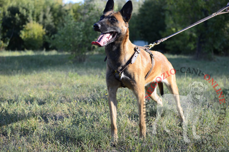 Pratica pettorina in pelle "Daily Walk" per Malinois - Clicca l'immagine per chiudere