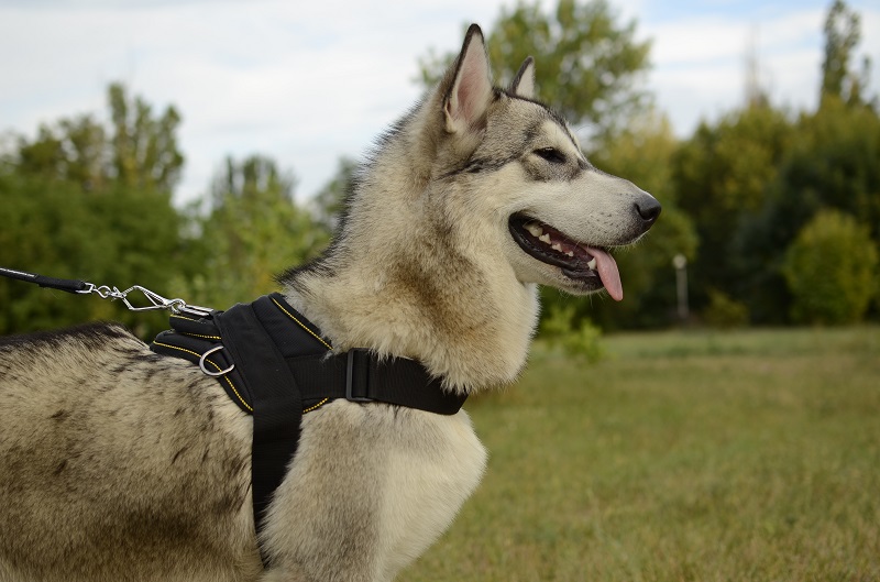 Pettorina multiuso in nylon "Sport Life" per Alaskan Malamute - Clicca l'immagine per chiudere