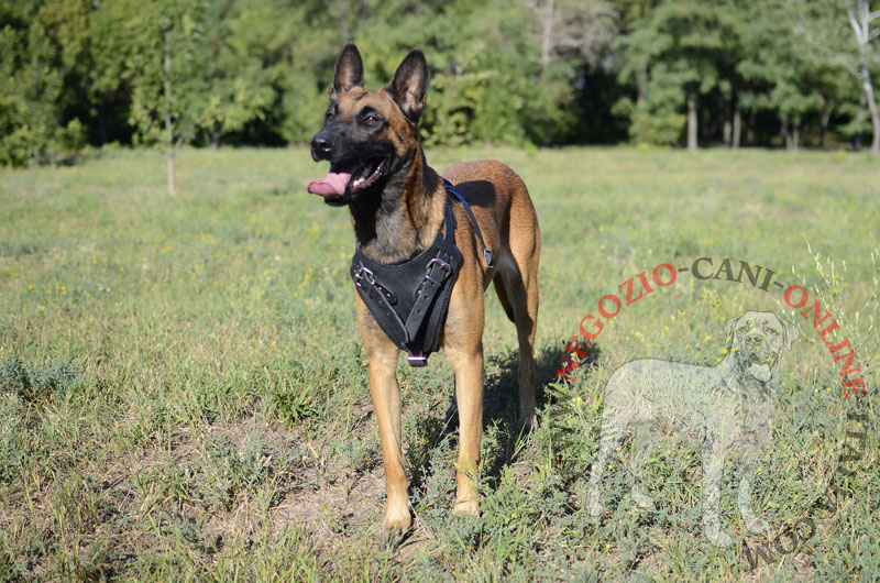 Pettorina in vera pelle "Working dog" per Malinois - Clicca l'immagine per chiudere