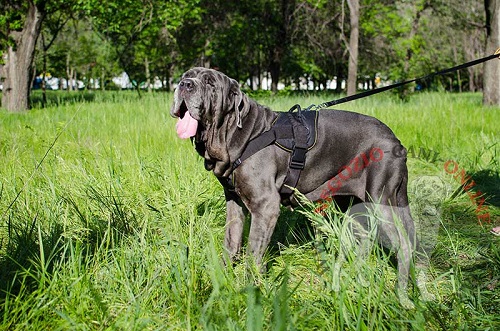 Confortevole pettorina in nylon per Mastino Napoletano - Clicca l'immagine per chiudere