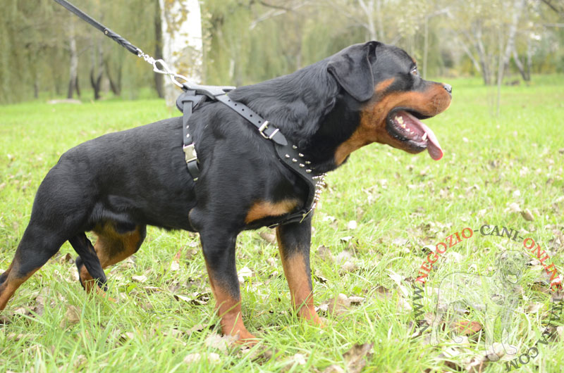 Pettorina decorata in pelle "Voltage spike" per Rottweiler - Clicca l'immagine per chiudere