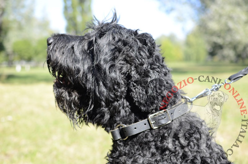 Collare in pelle "Grass Snake" per Terrier Nero Russo - Clicca l'immagine per chiudere