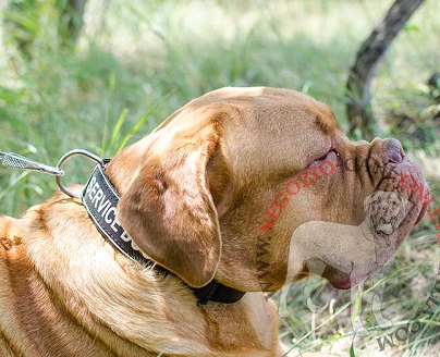 Collare regolabile con scritta speciale per Dogue de Bordeaux - Clicca l'immagine per chiudere