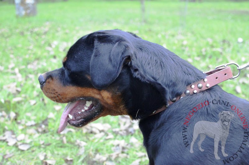 Collare in pelle con decorazioni "Vivid glow" per Rottweiler - Clicca l'immagine per chiudere