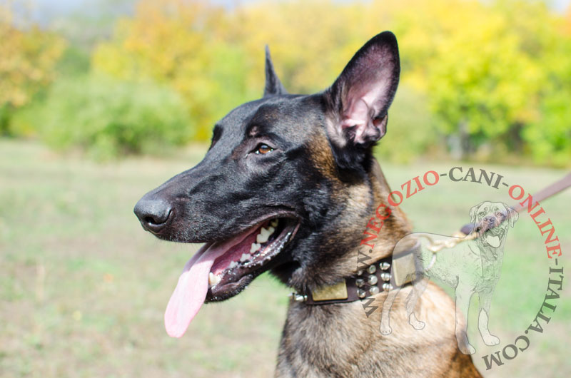 Collare in vera pelle con decorazioni "Monte Carlo" per Malinois - Clicca l'immagine per chiudere