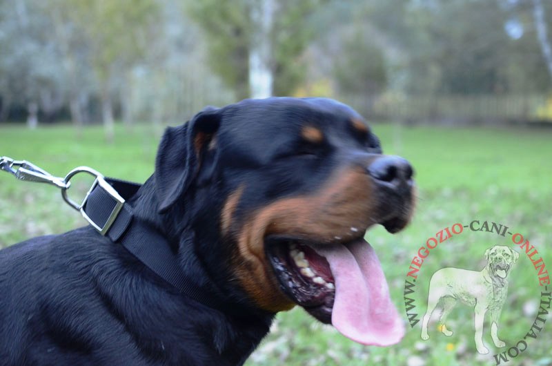 Pratico collare in nylon "Modesty" per Rottweiler - Clicca l'immagine per chiudere