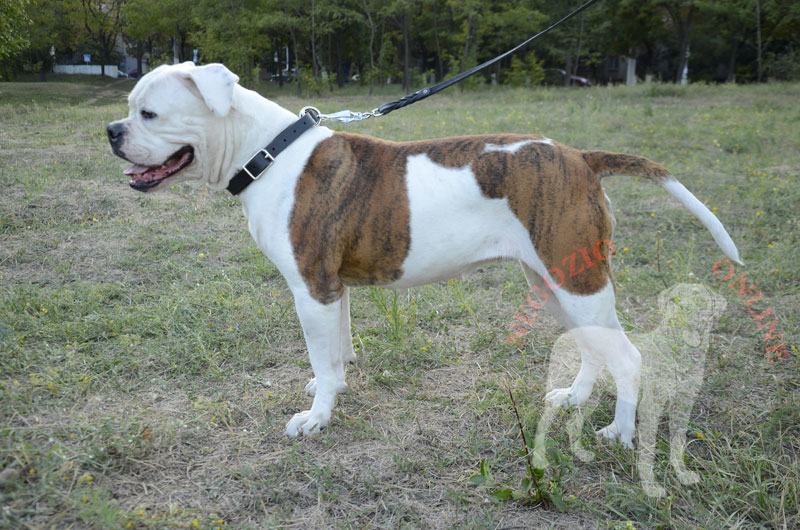 Collare in pelle "Grass Snake" per Bulldog Americano - Clicca l'immagine per chiudere