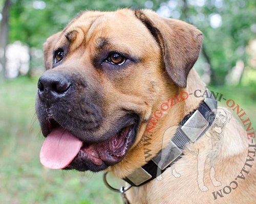 Collare in nylon decorato con piastrine per Cane Corso - Clicca l'immagine per chiudere