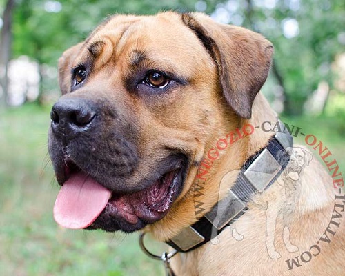 Collare in nylon decorato con piastrine per Cane Corso - Clicca l'immagine per chiudere