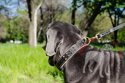 Collare con doppia fila di borchie per Mastino Napoletano - Clicca l'immagine per chiudere