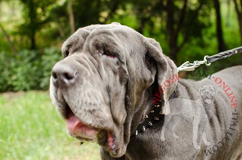 Collare con borchie a punta per Mastino Napoletano - Clicca l'immagine per chiudere