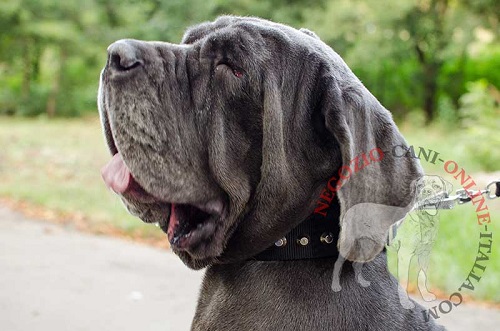 Collare in nylon con borchie a piramidi per Mastino Napoletano - Clicca l'immagine per chiudere