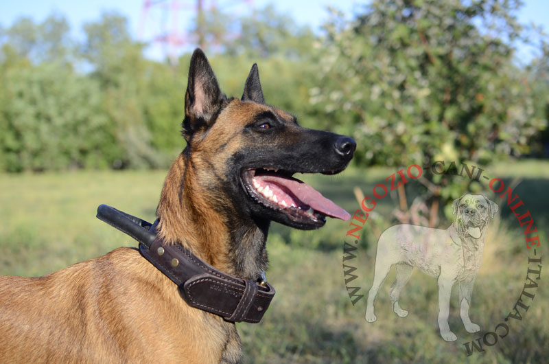 Collare in pelle con maniglia "Easy control" per Malinois - Clicca l'immagine per chiudere