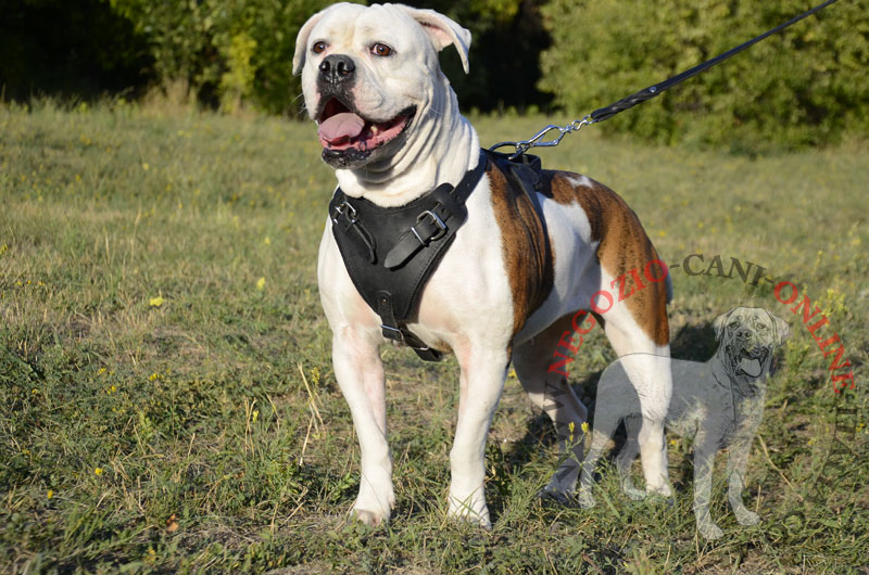 Pettorina in pelle "Working dog" per Bulldog Americano - Clicca l'immagine per chiudere