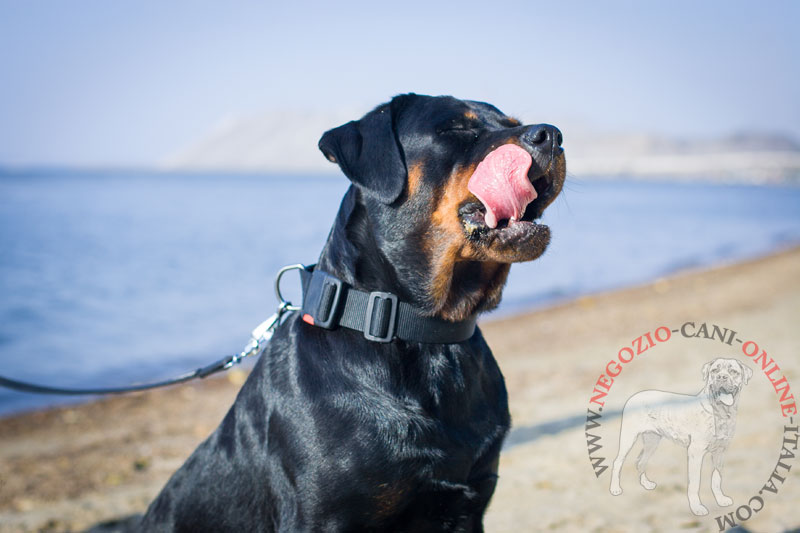 Collare in nylon regolabile "Usability" per Rottweiler - Clicca l'immagine per chiudere