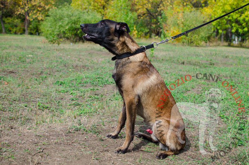 Collare regolabile in pelle "Grass Snake" per Malinois - Clicca l'immagine per chiudere