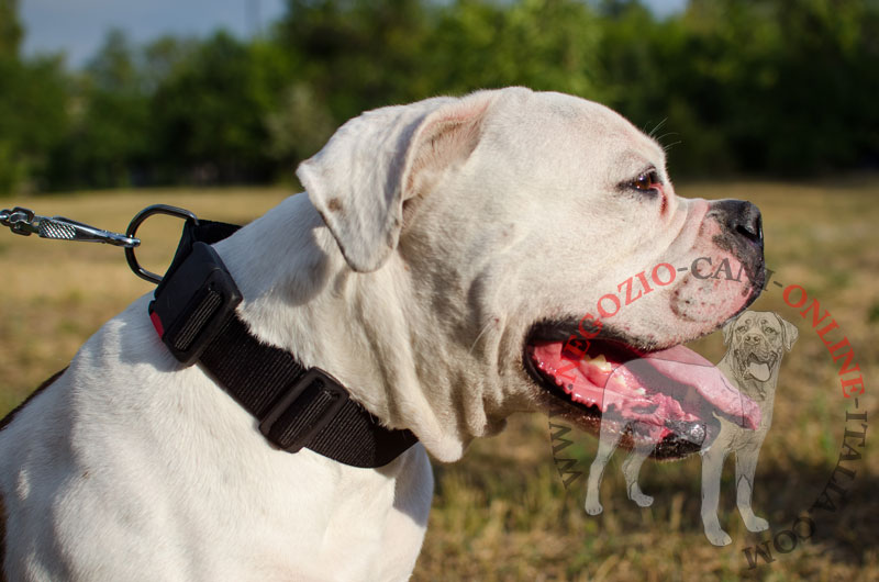 Collare in nylon regolabile "Usability" per Bulldog Americano - Clicca l'immagine per chiudere