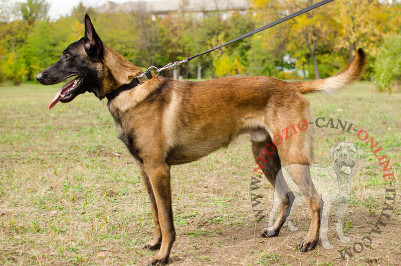 Collare regolabile in nylon "Reliable grip" per Malinois - Clicca l'immagine per chiudere