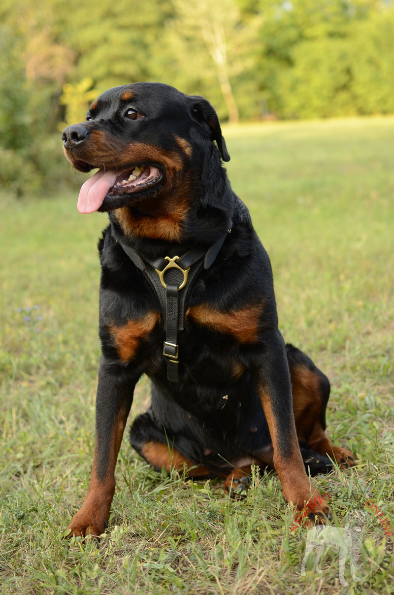 Pettorina in pelle "Let's go & Walk Slowly" per Rottweiler - Clicca l'immagine per chiudere