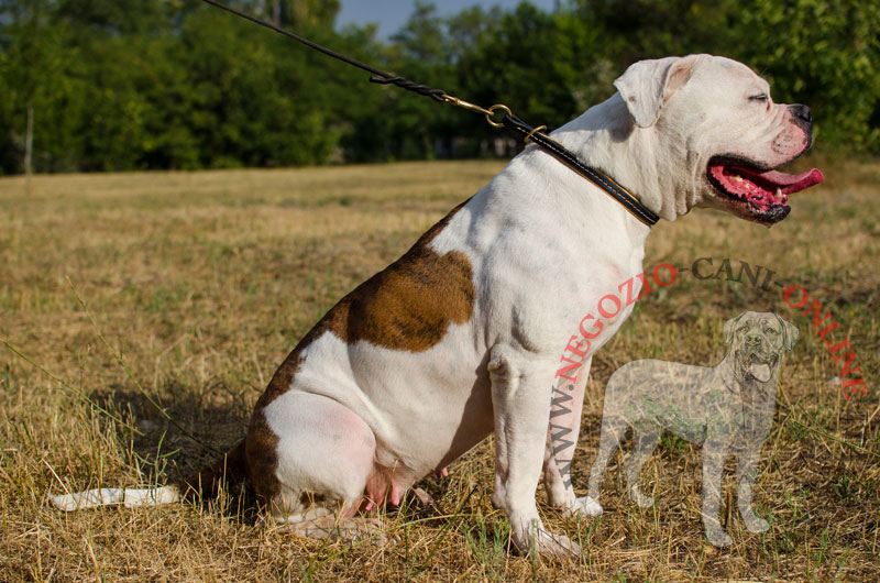 Collare a strozzo in pelle "Large Snake" per Bulldog Americano - Clicca l'immagine per chiudere