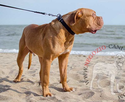 Collare in cuoio per piacevoli passeggiate con Dogue de Bordeaux - Clicca l'immagine per chiudere