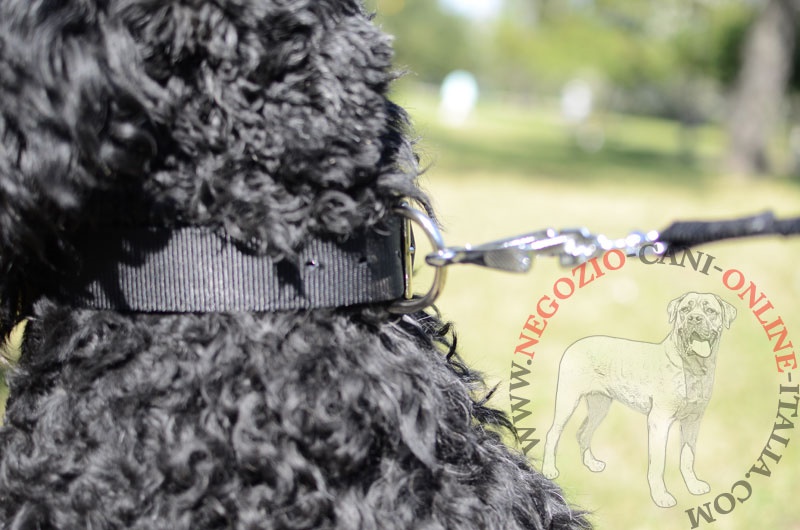 Collare in nylon "Modesty" per Terrier Nero Russo - Clicca l'immagine per chiudere