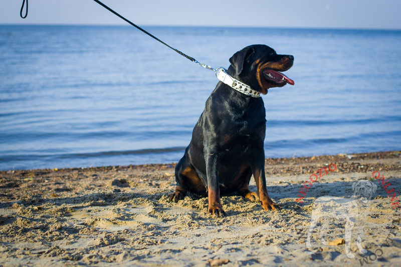 Collare bianco con tre file di decorazioni per Rottweiler - Clicca l'immagine per chiudere