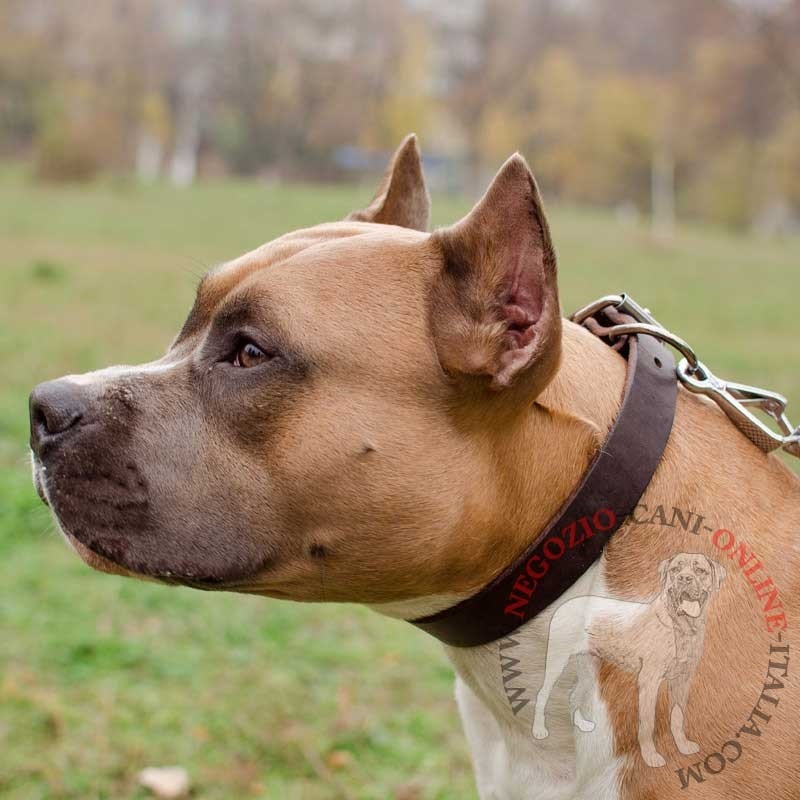 Collare in vera pelle "Bossy" per Amstaff, largo 3 cm - Clicca l'immagine per chiudere