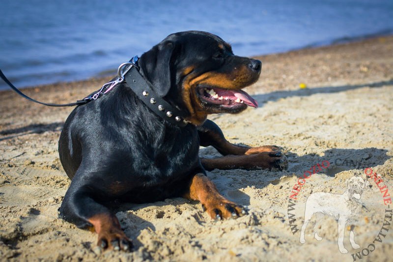 Collare in nylon decorato "Pyramids of the Sun" per Rottweiler - Clicca l'immagine per chiudere