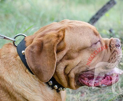 Affidabile collare in nylon con piramidi per Dogue de Bordeaux - Clicca l'immagine per chiudere