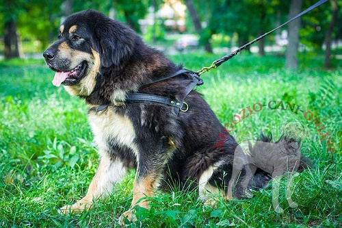 Pettorina da tiro in pelle naturale "Pulling" per Mastiff - Clicca l'immagine per chiudere