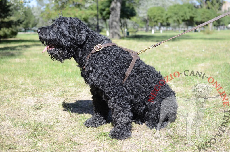 Pettorina in pelle "Daily Walk" per Terrier Nero Russo - Clicca l'immagine per chiudere