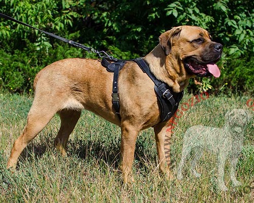 Pettorina in cuoio da lavoro per Cane Corso - Clicca l'immagine per chiudere