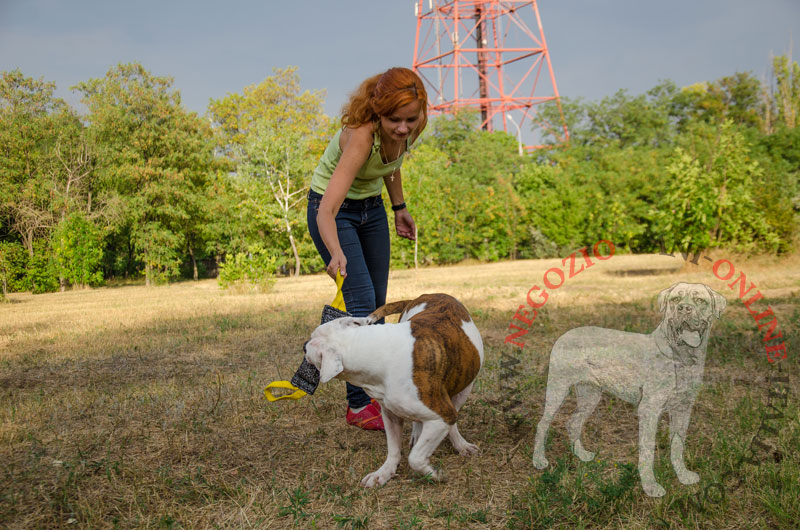 Tug in tela francese "Best Incentive" per Bulldog Americano - Clicca l'immagine per chiudere