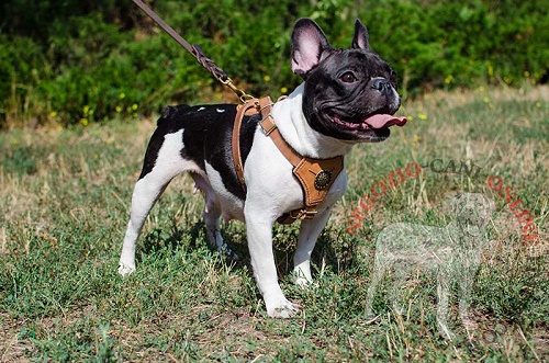 Pettorina in pelle decorata "Quiet Walk" per Bulldog Francese - Clicca l'immagine per chiudere