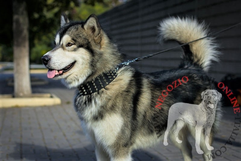 Collare in vera pelle "Cool Novelty" per Alaskan Malamute - Clicca l'immagine per chiudere