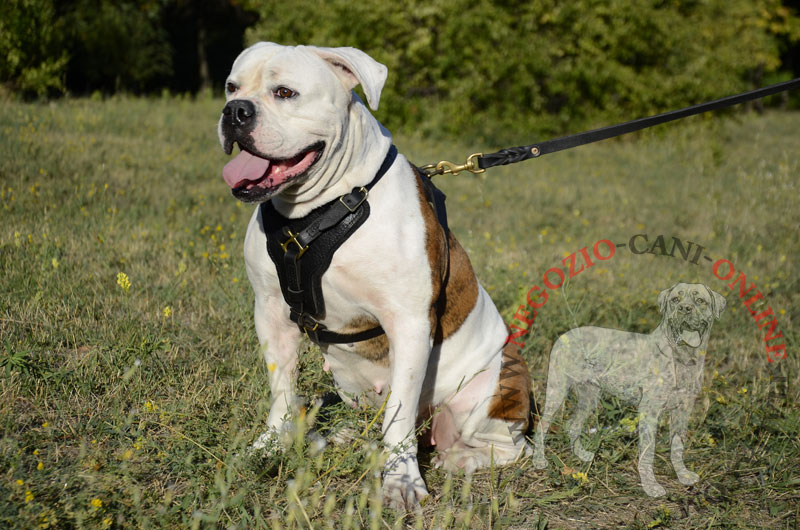 Pettorina in pelle rinforzata "Power" per Bulldog Americano - Clicca l'immagine per chiudere