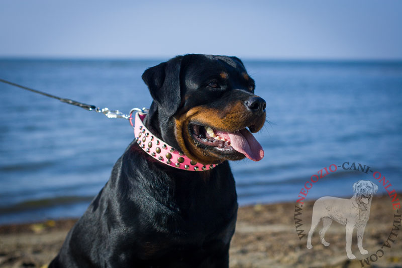 Collare rosa in vera pelle con decorazioni per Rottweiler - Clicca l'immagine per chiudere