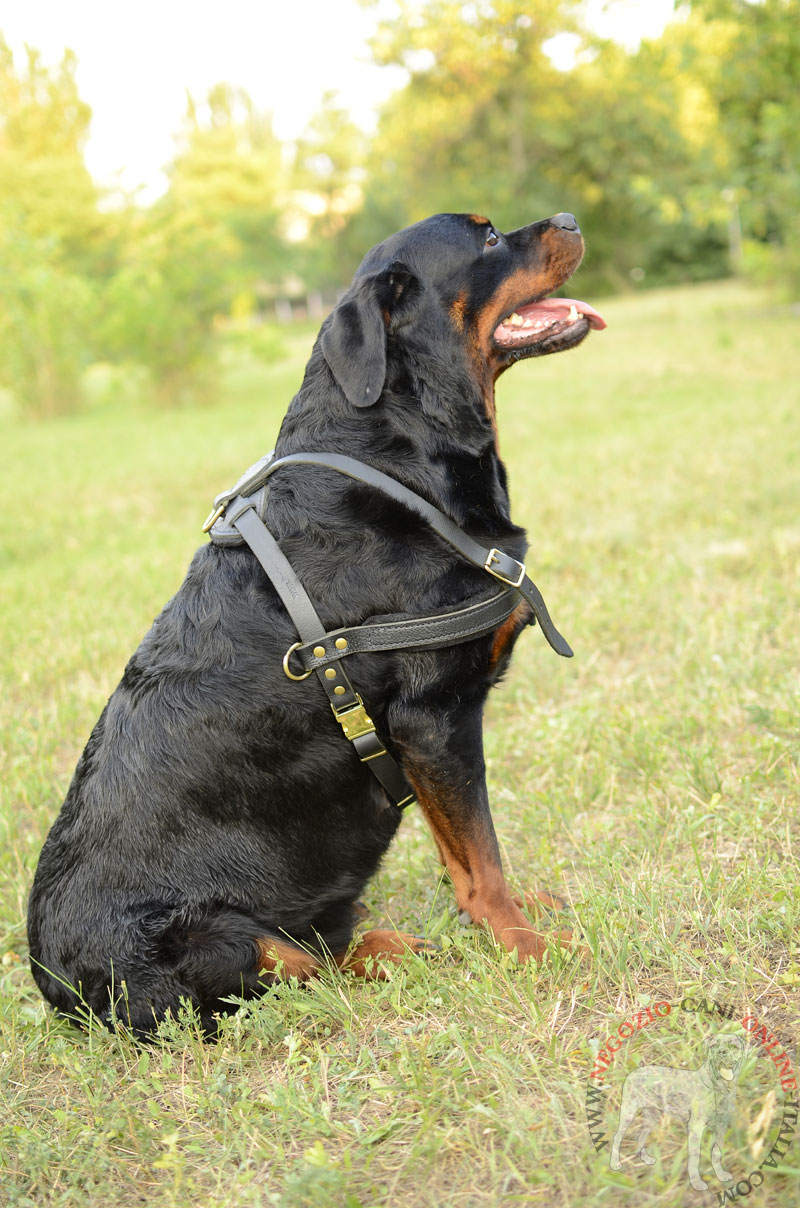 Resistente pettorina in pelle "Pulling" per Rottweiler - Clicca l'immagine per chiudere