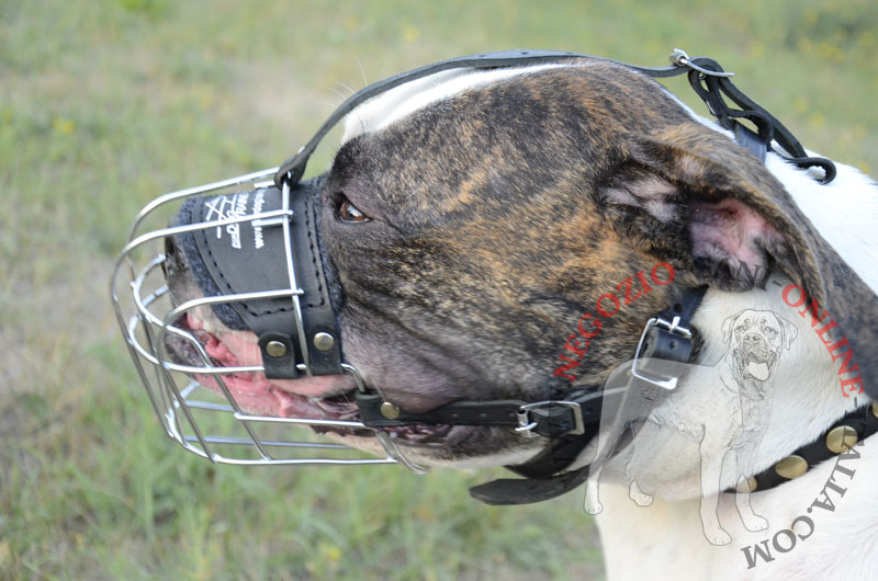 Museruola a cestello "Universal" per Bulldog Americano - Clicca l'immagine per chiudere